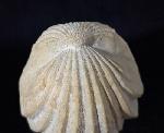 Burmirhynchia decorata (SCHLOTHEIM 1820) - Bild © FossNet FossilienStore